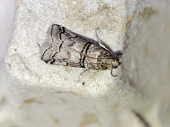 Acrobasis romanella