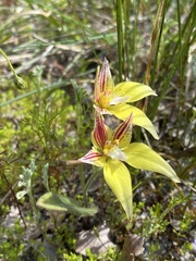 Caladenia flava