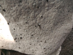 Ganoderma applanatum