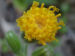 Arnica discoidea