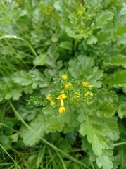 Jacobaea