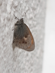 Coenonympha pamphilus
