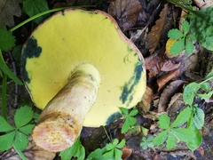 Butyriboletus pseudoregius