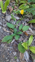 Arnica discoidea
