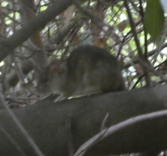 Rattus norvegicus