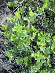 Acleisanthes