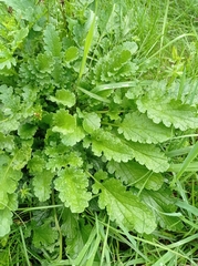 Jacobaea