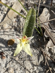 Caladenia flava
