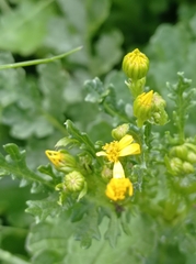 Jacobaea