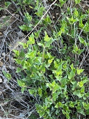 Acleisanthes