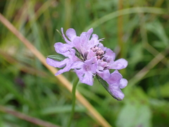 Scabiosa