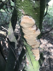 Fomitiporia punctata