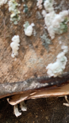 Ductifera pululahuana