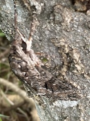 Agrius cingulata