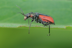 Malachius aeneus