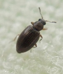 Corticariinae