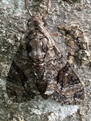 Agrius cingulata