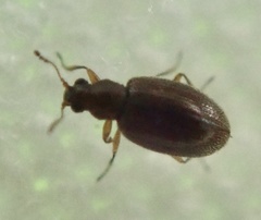 Corticariinae
