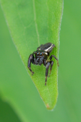 Eris militaris