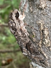 Agrius cingulata