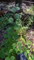 Corylus cornuta