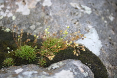 Mononeuria groenlandica