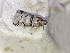Acrobasis romanella