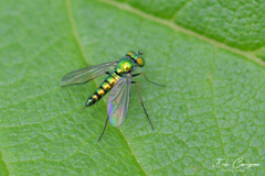 Condylostylus caudatus