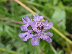 Scabiosa