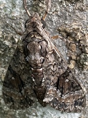 Agrius cingulata