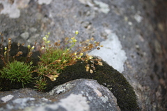 Mononeuria groenlandica