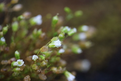 Mononeuria groenlandica