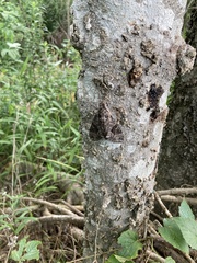 Agrius cingulata