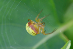 Araniella displicata