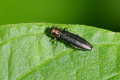 Agrilus