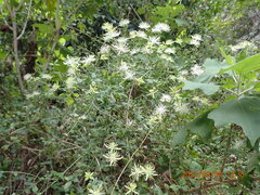 Clematis drummondii