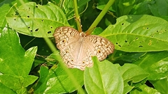 Junonia atlites