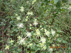 Clematis drummondii