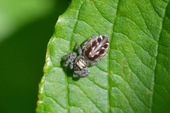 Pelegrina proterva