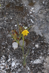 Sisyrinchium longispathum
