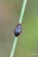 Capsus
