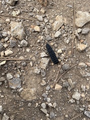 Nyctophila reichii