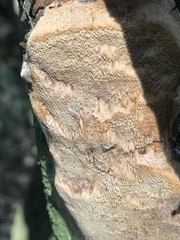 Fomitiporia punctata