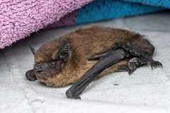 Pipistrellus