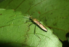 Leptocorisa