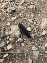 Nyctophila reichii