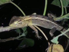 Calotes versicolor