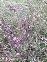 Odontites vulgaris