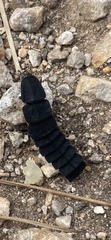 Nyctophila reichii