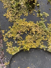 Xanthoria
